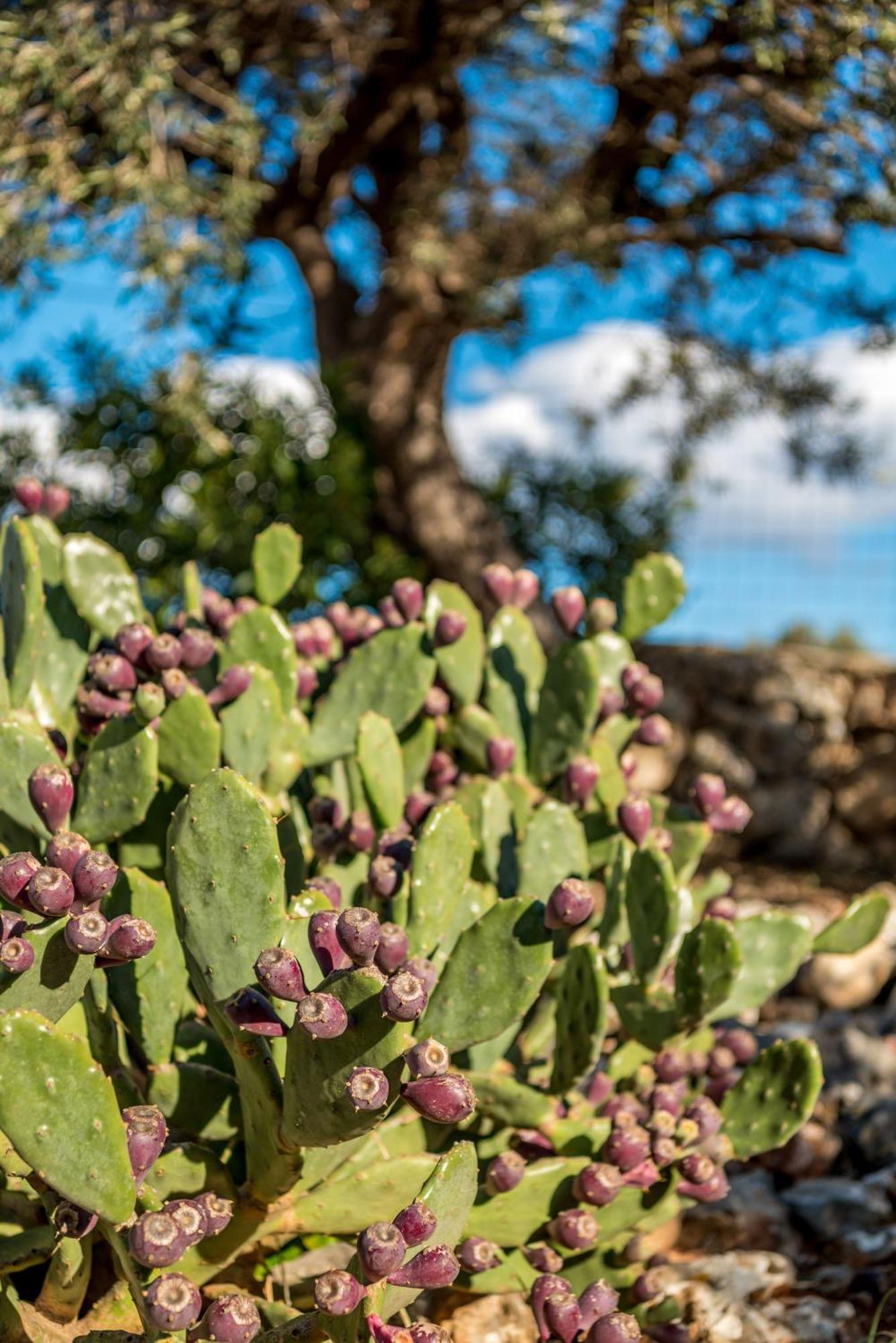 Villa Gloria Seaview - Luxury & Family Kokkino Chorio Eksteriør billede